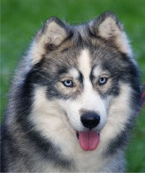 Troika's Aurore Boreale